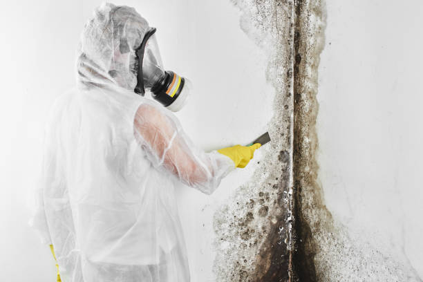 Best Attic Mold Removal  in Bethel Rk, PA
