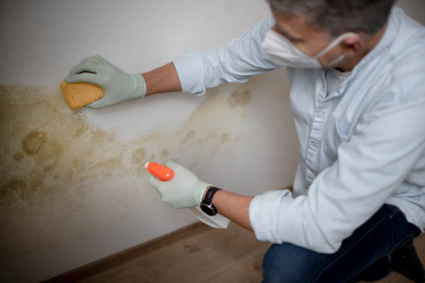 Best Fast Mold Removal  in Bethel Rk, PA