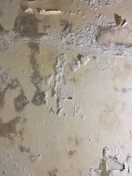 Best Toxic Mold Removal  in Bethel Rk, PA