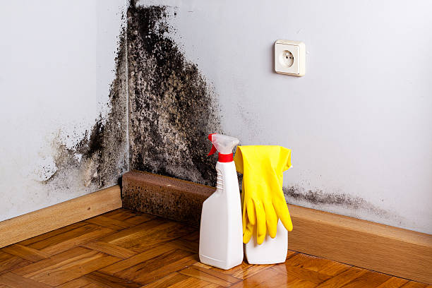 Certified Mold Removal in Bethel Park, PA