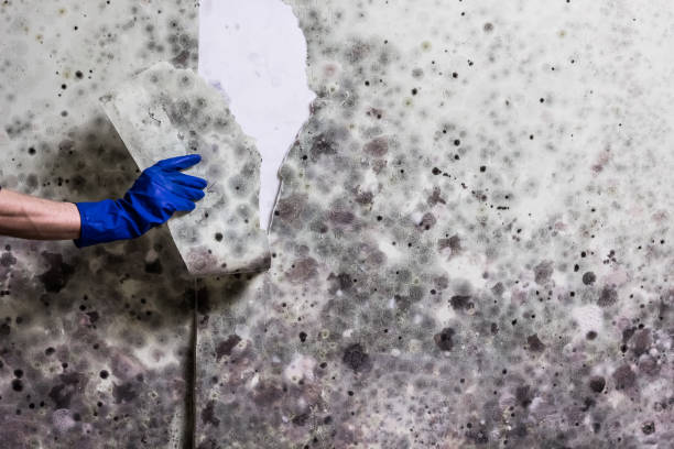Best Commercial Mold Removal  in Bethel Rk, PA